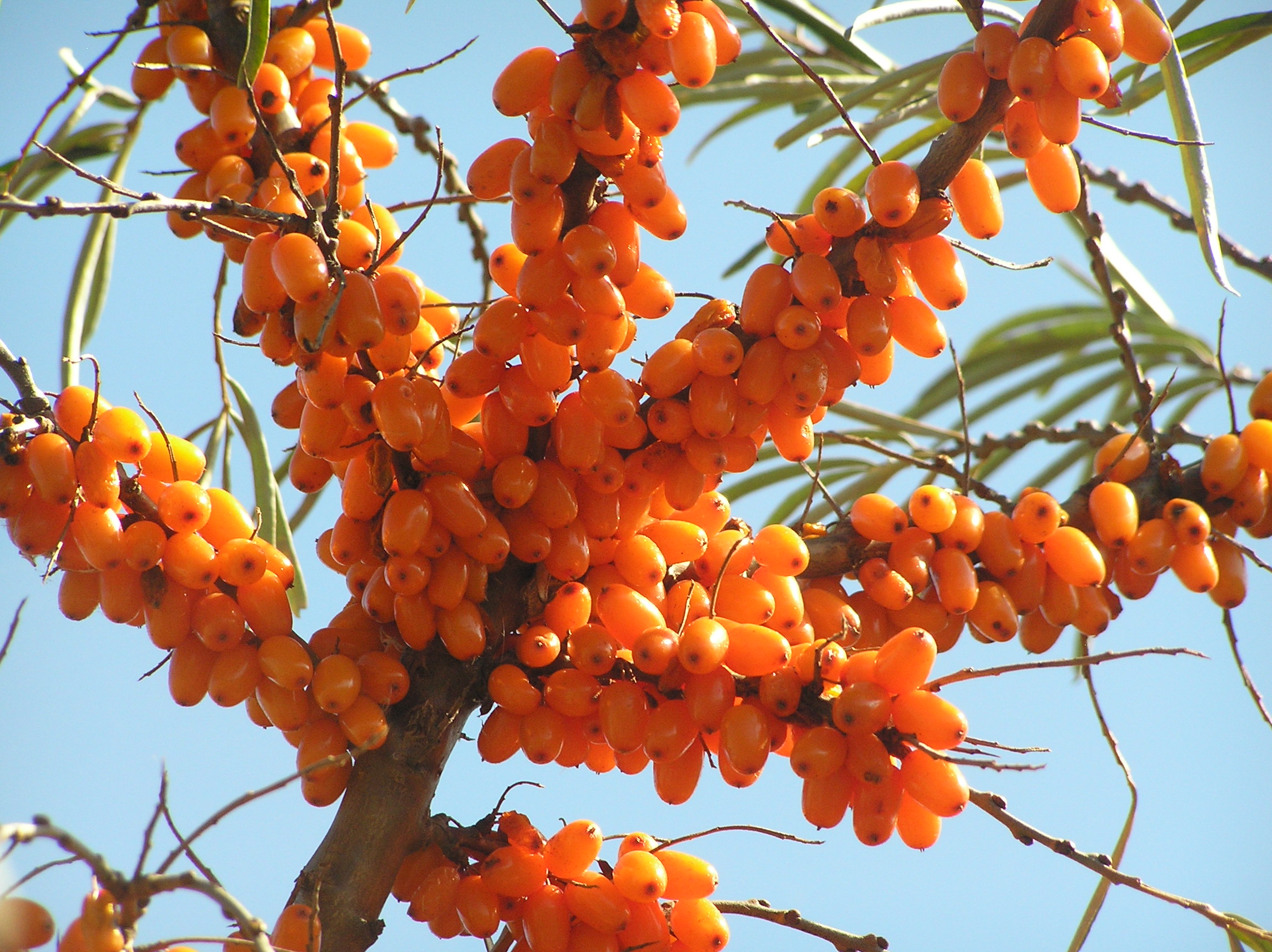 Harnessing the Power of Sea Buckthorn in Permaculture Landscapes